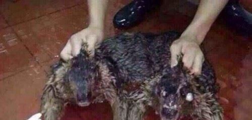 水猴子长什么样的？水猴子水鬼图片揭秘恐怖至极