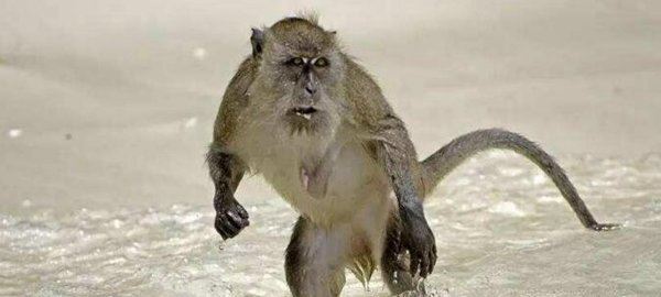 水猴子长什么样的？水猴子水鬼图片揭秘恐怖至极