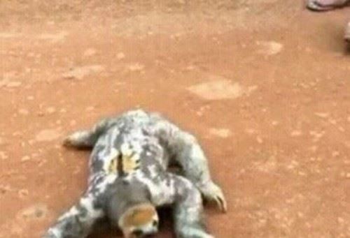 水猴子长什么样的？水猴子水鬼图片揭秘恐怖至极