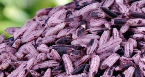 色泽红润软糯香甜 8000元一斤的大米（玉田胭脂米）