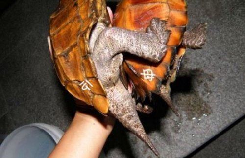 乌龟怎么分公母 最简单的四种判定方法(养龟爱好者收藏)