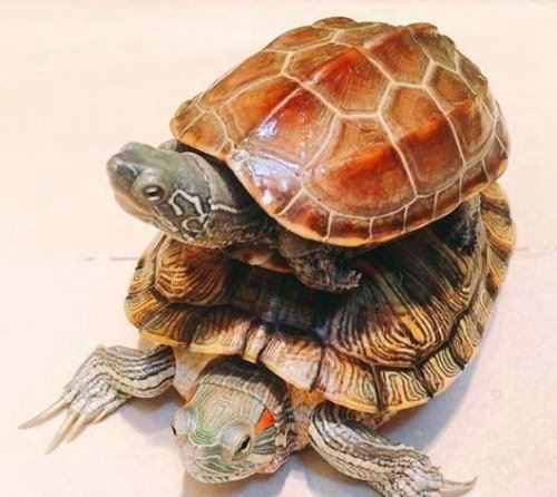 乌龟怎么分公母 最简单的四种判定方法(养龟爱好者收藏)