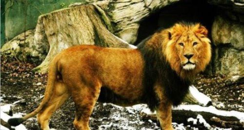 世界十大禁养名猫盘点 老虎排第一狮子排第二(白送你都不敢养)