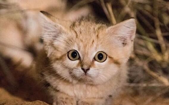 世界十大禁养名猫盘点 老虎排第一狮子排第二(白送你都不敢养)