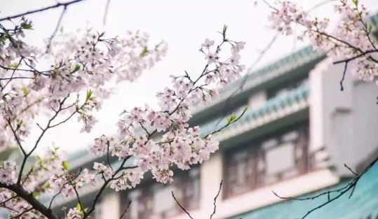 2022武大樱花怎么预约