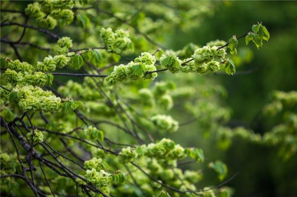 榆钱的功效与禁忌 颜值高口感棒功效好的榆钱
