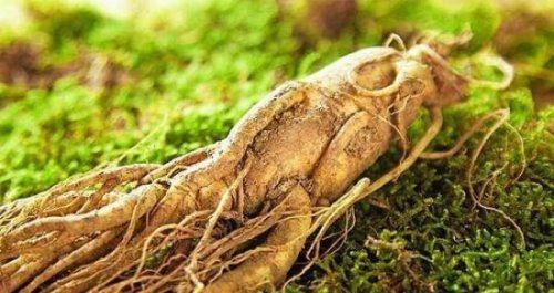 世界上最老的人参 已存放近千年（公认的大补食材）