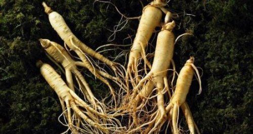 世界上最老的人参 已存放近千年(公认的大补食材)