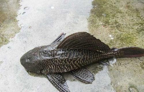 清道夫鱼为什么不能吃 体内含有大量病菌(常年以垃圾喂食)