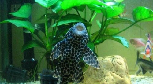 清道夫鱼为什么不能吃 体内含有大量病菌(常年以垃圾喂食)