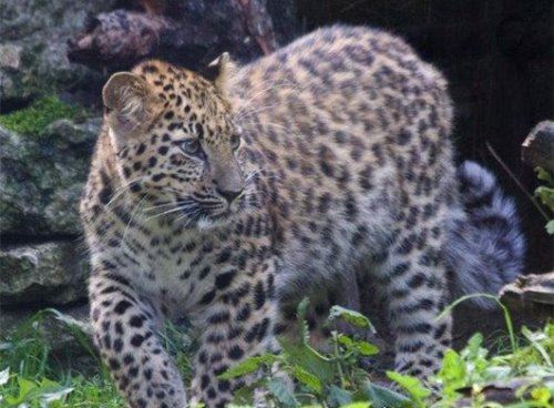 世界上最大豹子 远东豹又名金钱豹(长近1.4米/重130公斤)