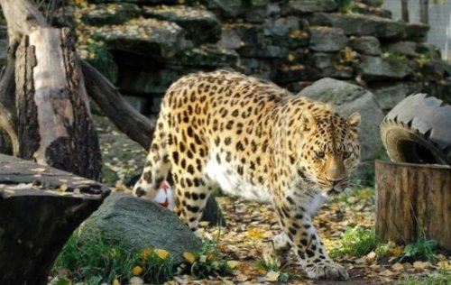 世界上最大豹子 远东豹又名金钱豹(长近1.4米/重130公斤)