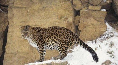 世界上最大豹子 远东豹又名金钱豹(长近1.4米/重130公斤)