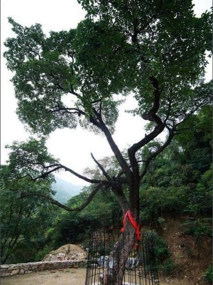 降龙木是什么 全国唯一一颗千年降龙木能使人长寿