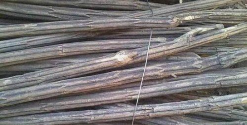 降龙木是什么 全国唯一一颗千年降龙木能使人长寿