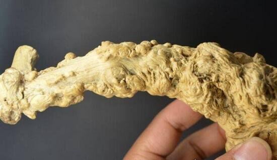 降龙木是什么 全国唯一一颗千年降龙木能使人长寿