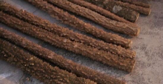 降龙木是什么 全国唯一一颗千年降龙木能使人长寿