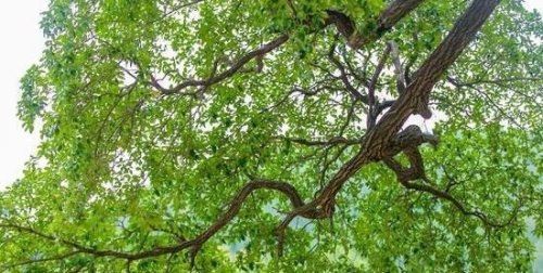降龙木是什么 全国唯一一颗千年降龙木能使人长寿
