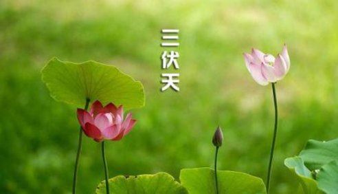 2022年几月几号入伏到几号结束