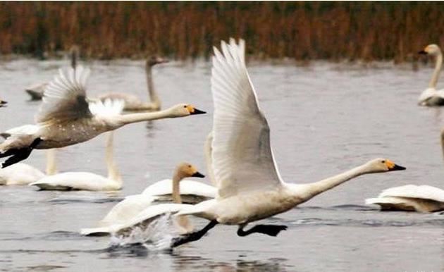 十种动物冬眠的方式 动物是怎么过冬的