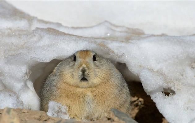 十种动物冬眠的方式 动物是怎么过冬的