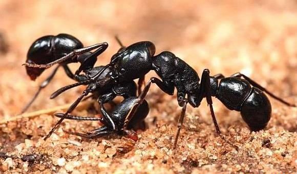 十种世界上最聪明的动物 这些动物竟然上榜了！