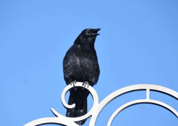 十种世界上最聪明的动物 这些动物竟然上榜了！