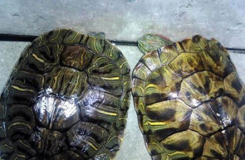 乌龟为什么不能养双 风水先生说一山不容二龟(不可信)