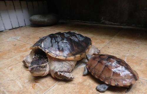 乌龟为什么不能养双 风水先生说一山不容二龟（不可信）