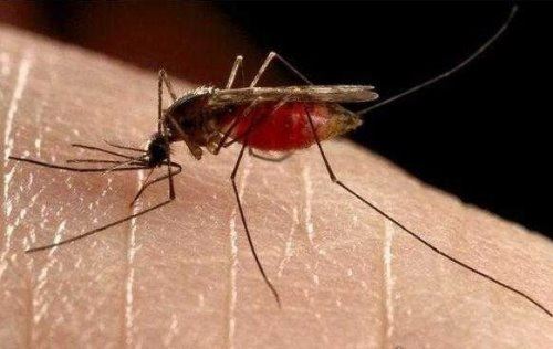 四害是哪四害 苍蝇、蚊子、老鼠、蟑螂这四种动物被称为四害