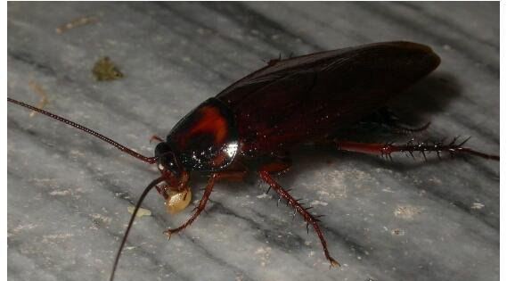 四害是哪四害 苍蝇、蚊子、老鼠、蟑螂这四种动物被称为四害