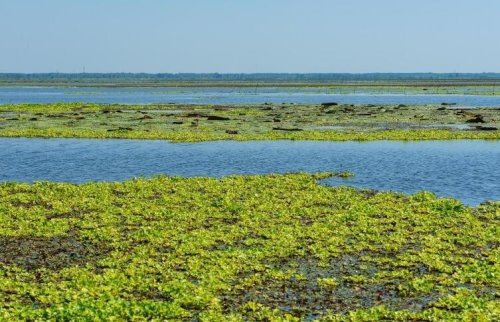 萍字组词有哪些？