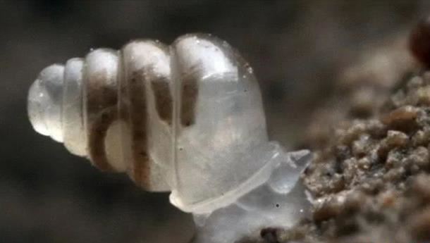 世界十大奇迹 地下两千英里竟还有生物存活