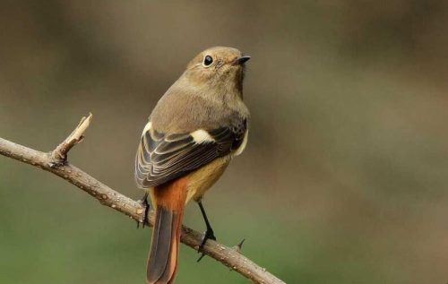 栖息的意思是什么？