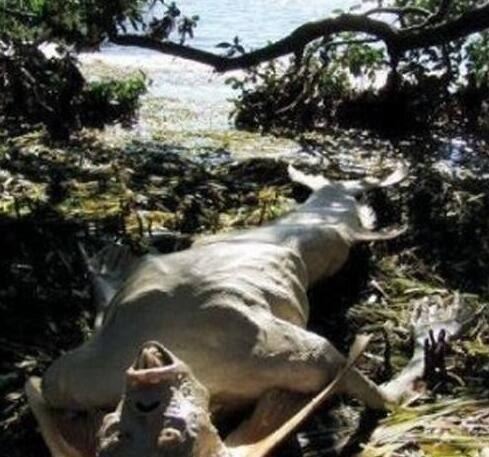 美人鱼图片大全 美人鱼真身吓人图片(原来并不美)