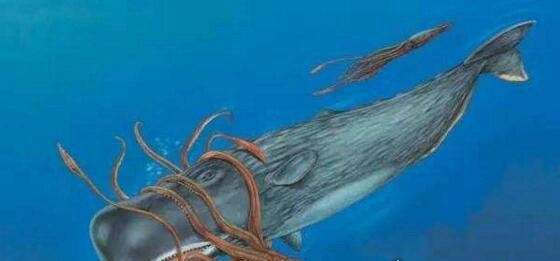 抹香鲸vs大王乌贼视频 大王乌贼不过是战五渣被完虐