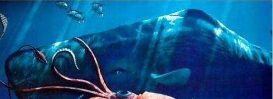 抹香鲸vs大王乌贼视频 大王乌贼不过是战五渣被完虐
