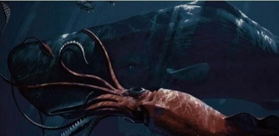 抹香鲸vs大王乌贼视频 大王乌贼不过是战五渣被完虐