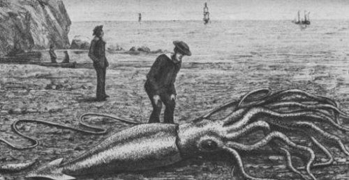 抹香鲸vs大王乌贼视频 大王乌贼不过是战五渣被完虐