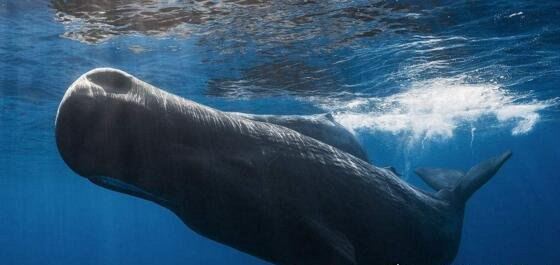 抹香鲸vs大王乌贼视频 大王乌贼不过是战五渣被完虐