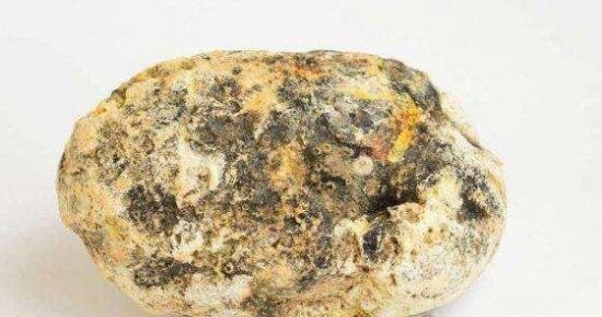 抹香鲸vs大王乌贼视频 大王乌贼不过是战五渣被完虐