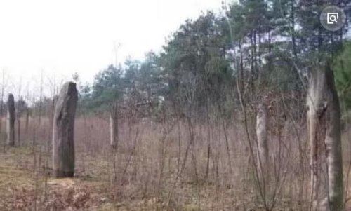 揭秘贵阳空中怪车事件真相 400亩松林瞬间被拦腰斩断