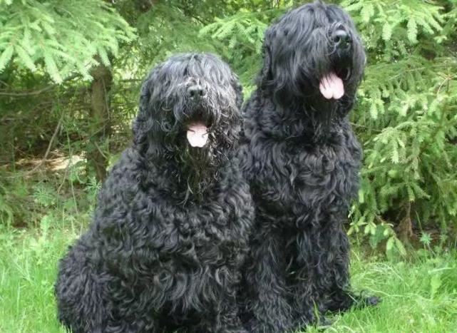 十种世界上最大的狗排名 最大的可以当马骑！