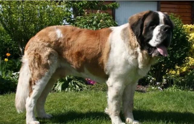 十种世界上最大的狗排名 最大的可以当马骑！