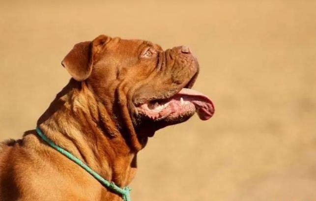 十种世界上最大的狗排名 最大的可以当马骑！