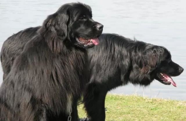 十种世界上最大的狗排名 最大的可以当马骑！