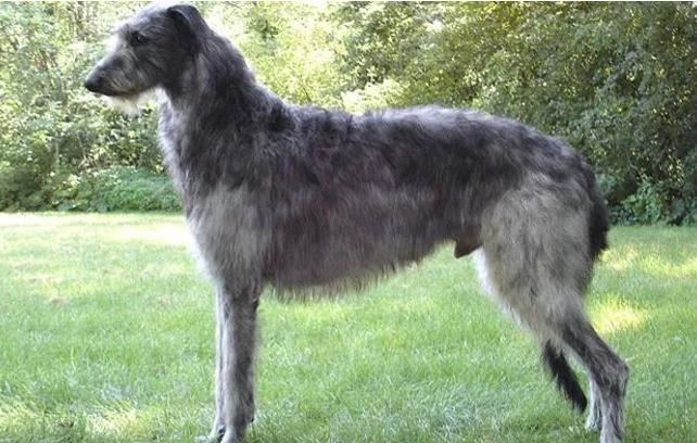 十种世界上最大的狗排名 最大的可以当马骑！