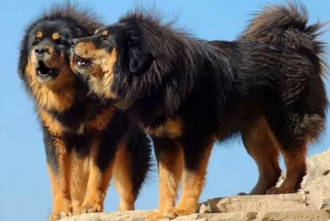 十种世界上最大的狗排名 最大的可以当马骑！