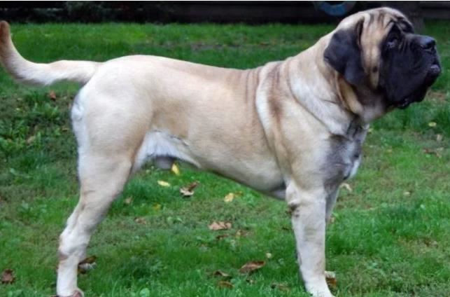 十种世界上最大的狗排名 最大的可以当马骑！