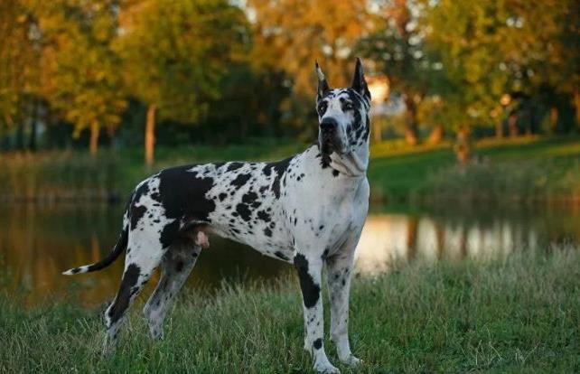 十种世界上最大的狗排名 最大的可以当马骑！